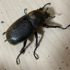 メス単　ヘラクレスヘラクレス♀60mmの画像