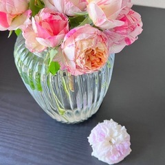 薔薇　苗木　　の画像