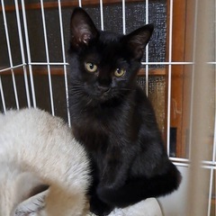 フワフワ黒猫ちゃん🐈‍⬛生後2ヶ月くらい