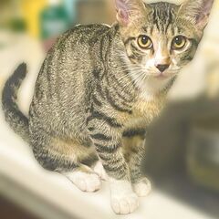 正統派美人の可愛いキジ白女子！【7ヶ月】元気いっぱい4兄弟…