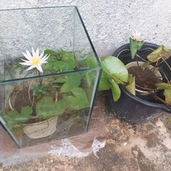 熱帯睡蓮ドウベンの画像