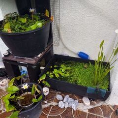 熱帯睡蓮ドウベンの画像