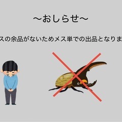 メス単　ヘラクレスヘラクレス♀60mmの画像