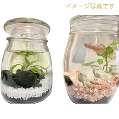 ボトリウムスターターセット⭐︎ヒーター付きの画像