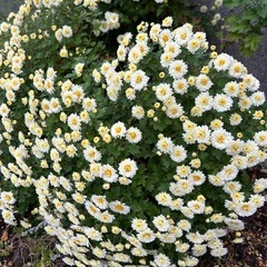 白い小さな菊　一鉢　このままどうぞの画像