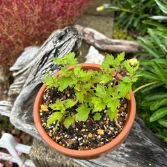 白い小さな菊　一鉢　このままどうぞの画像