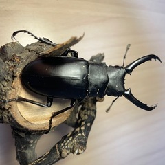 ①ギラファノコギリクワガタ/♂♀ペアセットの画像