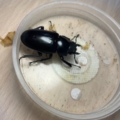 ①ギラファノコギリクワガタ/♂♀ペアセットの画像