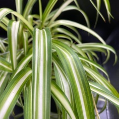 オリズルランの画像