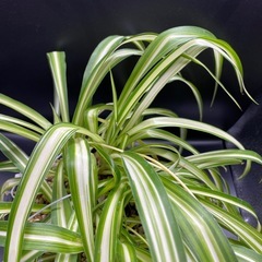 オリズルランの画像