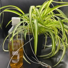 オリズルランの画像