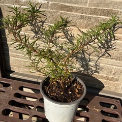 植物　お好きな一鉢どうぞ♪の画像