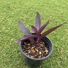 植物　お好きな一鉢どうぞ♪の画像