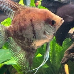熱帯魚エンゼル二匹の画像