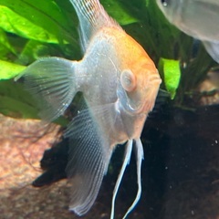 熱帯魚エンゼル二匹の画像