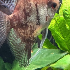 熱帯魚エンゼル二匹の画像