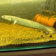 ポリプテルス セネガルの画像