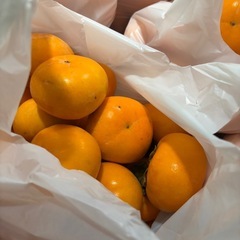 早い者勝ち⚠️渋柿残り2袋‼️の画像