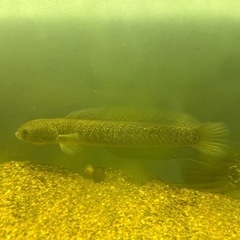 レッドギャラクシーコウタイの画像