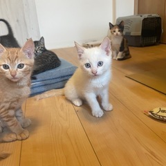 ★受付終了★ありがとうございました！９月９日産まれ、オス5匹。生...