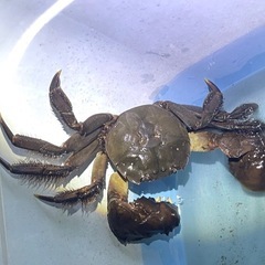 モクズガニ　ツガニ　上海蟹　山太郎ガニ　　の画像