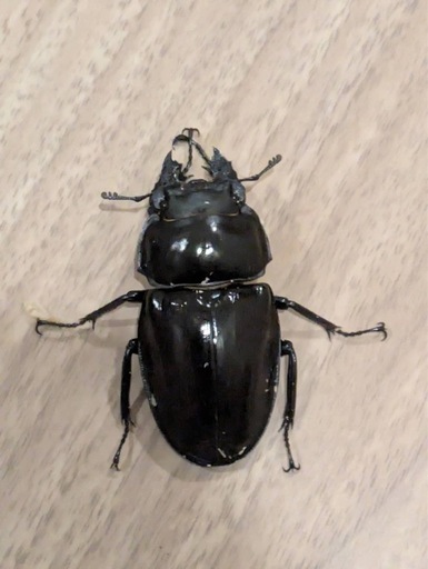 徳之島　山クビリ林道産　アマミマルバネクワガタ　♀のみ