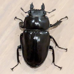 徳之島　山クビリ林道産　アマミマルバネクワガタ　♀のみの画像