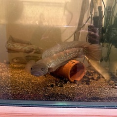 ①コウタイの画像