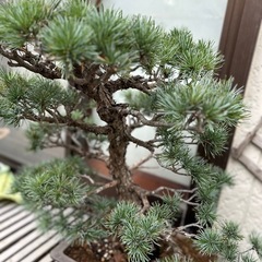 盆栽　
千代田の松の画像