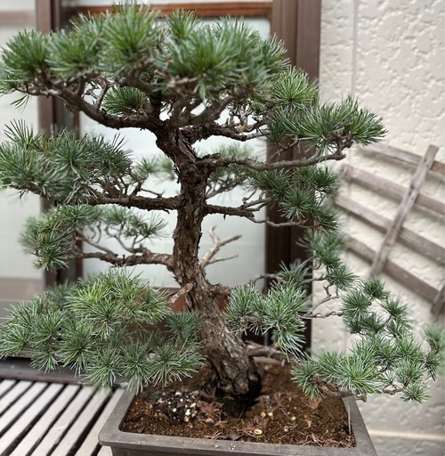 盆栽　
千代田の松