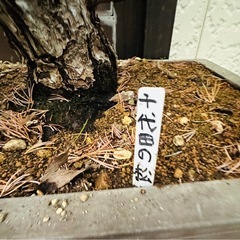 盆栽　
千代田の松の画像