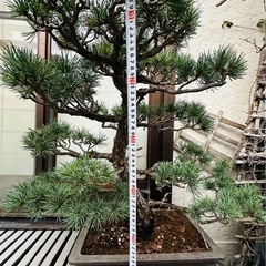 盆栽　
千代田の松の画像