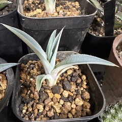 アガベ　アロエ　セットの画像