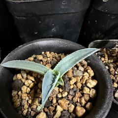 アガベ　アロエ　セットの画像