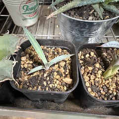 アガベ　アロエ　セットの画像