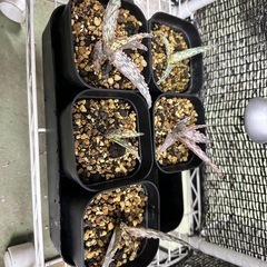 アガベ　アロエ　セットの画像