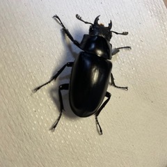 ②ギラファノコギリクワガタ/♂♀ペアの画像