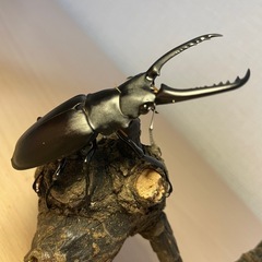 ③ギラファノコギリクワガタ/♂♀ペアの画像