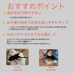 ③ギラファノコギリクワガタ/♂♀ペアの画像