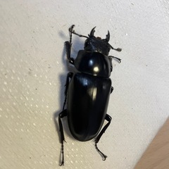 ③ギラファノコギリクワガタ/♂♀ペアの画像