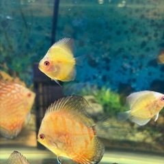 ディスカス 魚の画像