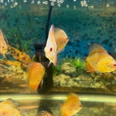 ディスカス 魚の画像