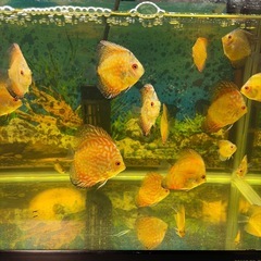 ディスカス 魚の画像