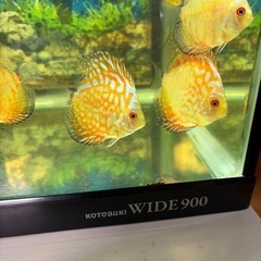 ディスカス 魚の画像