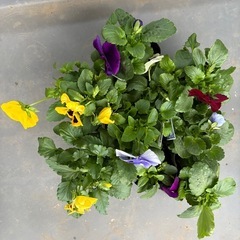 パンジーの画像