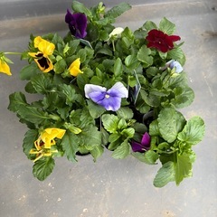 パンジーの画像