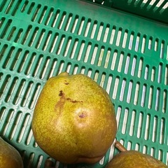 ラ・フランス 訳あり品 5kgの画像