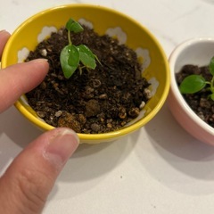 ガジュマル幼苗の画像