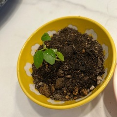 ガジュマル幼苗の画像