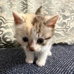 【決まりました】子猫の里親募集
